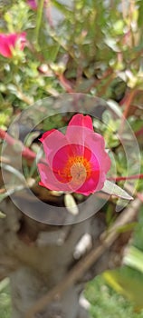 Tiny red fanta mossrose flower in the garden