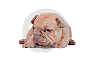 Tiny red fawn colored French Bulldog dog puppy on white background