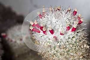 Tiny red flowers on a cactus