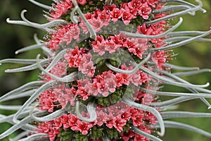 The tiny red flowers of Tower of Jewels, also known with scientific name Echium Wildpretii photo