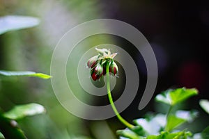 Tiny red geranium buds. Geranium flowers with red bright petals on a branch with green leaves. Gardening