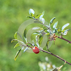 Tiny red Goji berry and flower on its branch