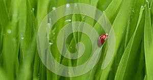 Tiny red ladybug, or ladybird, hiding in green grass