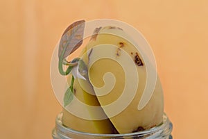 Avocado Red Leaf Seedling 04