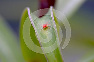 Red Spider Mite on Green Leaf 01 photo
