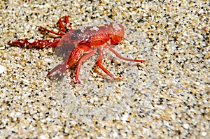 Tiny red tuna crab in La Jolla San Diego. These tiny crustaceans wash up on Southern California shores during a El NiÃ±o event