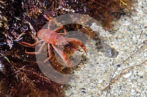 Tiny red tuna crab in La Jolla San Diego. These tiny crustaceans wash up on Southern California shores during a El NiÃ±o event