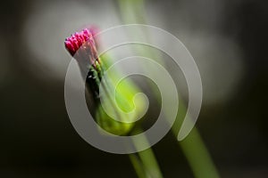 Tiny red wild flower in macro.