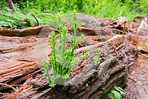 Tiny Redwood trees sprouts Sequoia sempervirens on the log of a recently fallen old tree