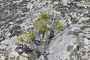Tiny relict Crimean pine. photo
