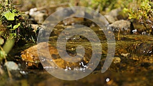 Tiny rivulet streaming down over stones, water cleanness and untouched nature