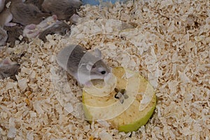 Tiny Roborovski dwarf hamsters for sale as pets in street market, one eating apple. Aka Robo, desert hamster. Cute. photo