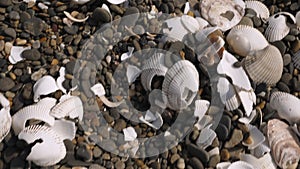 Tiny rocks and white broken shells in Koijigahama Beach in Tahara Japan