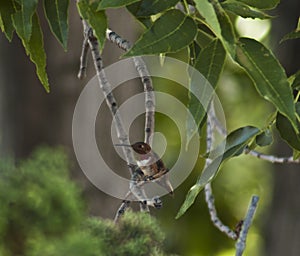 Tiny Ruby-throated Hummingbird perched in tree, dark green background