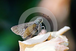 Tiny Sachem Skipper butterfly.