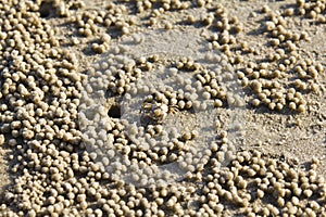 A tiny sand bubbler crab