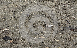 a tiny Sand bubbler crabs on the beach