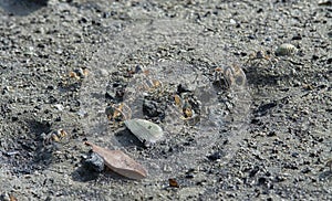 a tiny Sand bubbler crabs on the beach