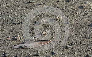 a tiny Sand bubbler crabs on the beach