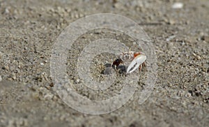 a tiny Sand bubbler crabs on the beach