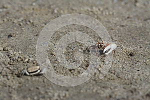 a tiny Sand bubbler crabs on the beach