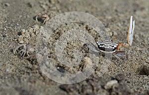 a tiny Sand bubbler crabs on the beach