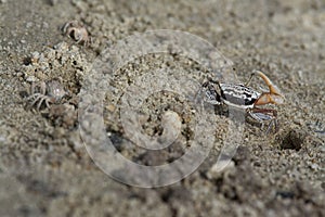 a tiny Sand bubbler crabs on the beach