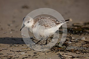 Sanderling at the Pea Island NWR North Carolina photo