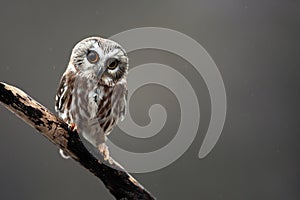 Tiny Saw-Whet Owl photo