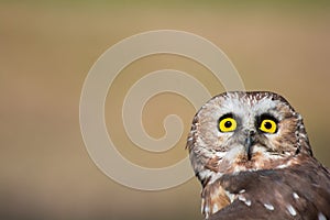 Tiny saw-whet owl photo