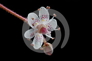 Tiny saxifrage flower close-up