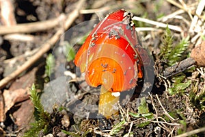 Tiny Scarlet Waxcap Mushroom
