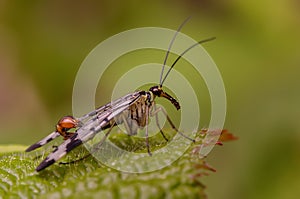Tiny scorpion fly