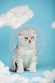 Tiny Scottish fold kitten sits with blue angel wings among white fluffy clouds.