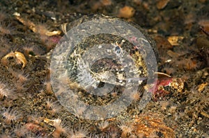 Tiny Sculpin