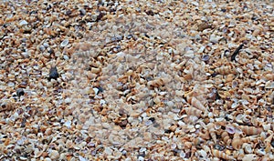 Tiny sea shell and snail background