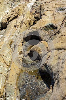 Tiny sea snails in rock pools of intertidal zone