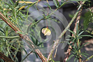 Tiny seed capsules on a Burning Bush