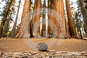 Tiny Sequoia Pine Cone in front of Palmer Grove