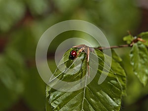 Tiny seven-spot ladybird with red elytron and seven black dots sitting on a green leaf of a birch tree in spring season.