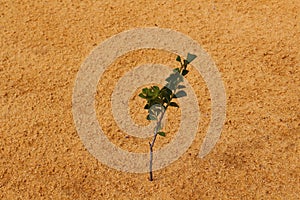 Tiny shark tooth wattle growing in yellow desert sand, Western Australia