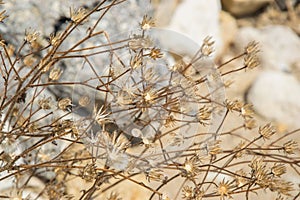 Tiny sharp wild flowers, natural background, dried grass on the beach, summertime season