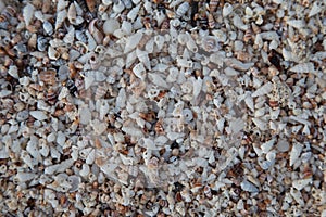 Tiny Shell Beach Background/Texture