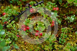 A tiny shrubs of Vaccinium vitis-idaea var. minus dwarf lingonberry, northern mountain cranberry with ripening berries