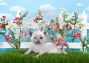 Tiny siamese kitten in garden on grass