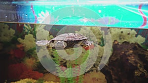 Tiny side-necked turtle swims in aquarium.