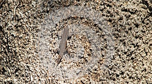 Tiny skink isolated against the rough of tree bark