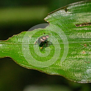 Tiny small bronze beetle sitting on a leaf