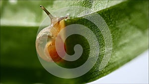 Tiny snail drinking dewdrop on the green leaf