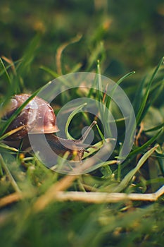 Tiny Snail in grass